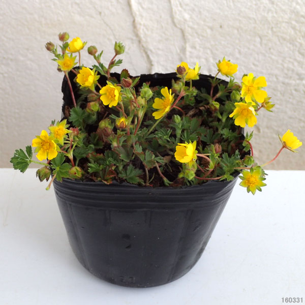 草花の苗 ポテンティラ ベルナ3号ポット : 園芸ネット - 通販 - Yahoo