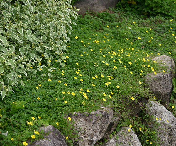 草花の苗 ポテンティラ ベルナ3号ポット : 園芸ネット - 通販 - Yahoo