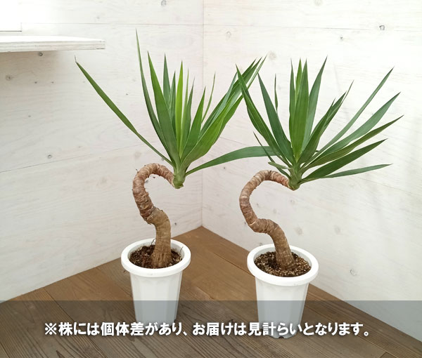 ユッカ エレファンティペス 曲がり株 - 植物/観葉植物