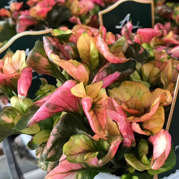 草花の苗 アルテルナンセラ ファニードレス2....の詳細画像4