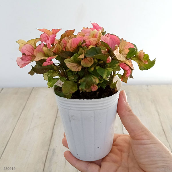 草花の苗 アルテルナンセラ ファニードレス2....の詳細画像5