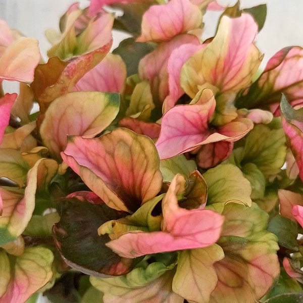 草花の苗 アルテルナンセラ ファニードレス2....の詳細画像1