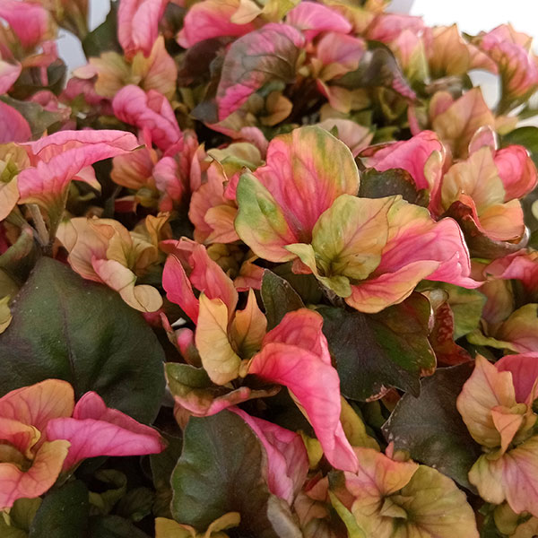 草花の苗 アルテルナンセラ ファニードレス2....の詳細画像2
