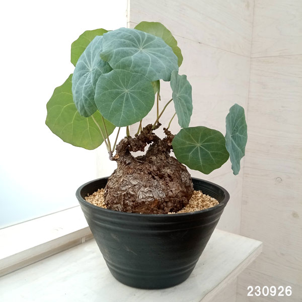 観葉植物/ステファニア：カウィーサキー（sp.ノバ） 9号鉢植え 送料 