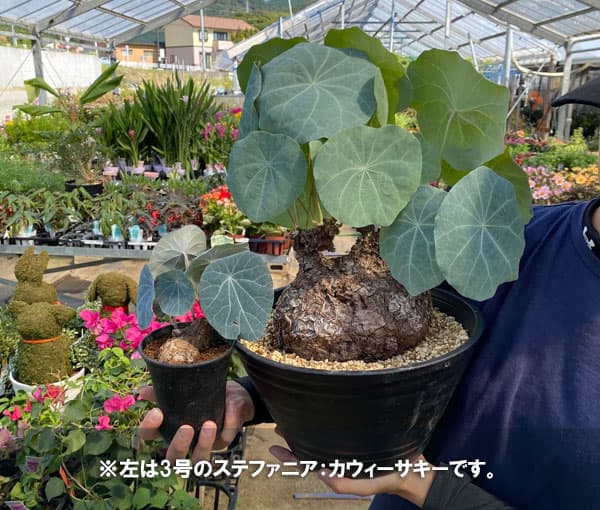 観葉植物/ステファニア：カウィーサキー（sp.ノバ） 9号鉢植え