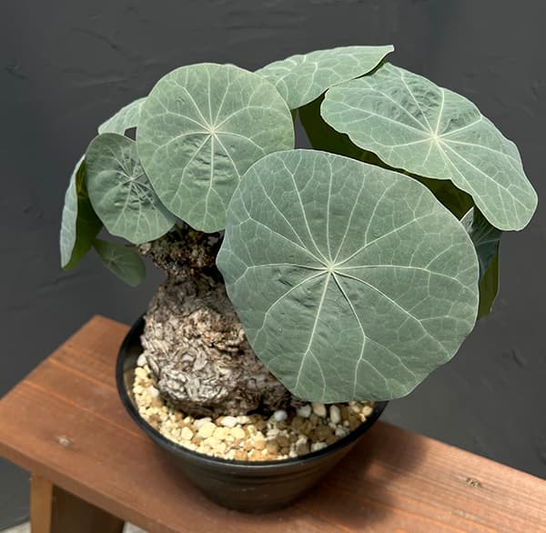 観葉植物 ステファニア カウィーサキー(sp....の詳細画像2