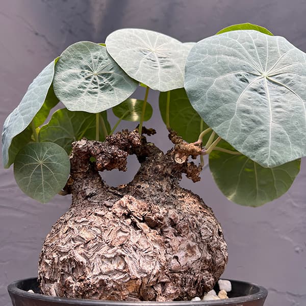 観葉植物 Amazon｜東京寿園 パキラ 観葉植物 本物 ミニ ハイドロ