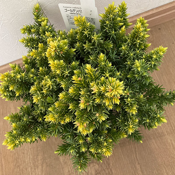 ブルーパシフィック グランドカバー（苗木、植木）の商品一覧 | 花