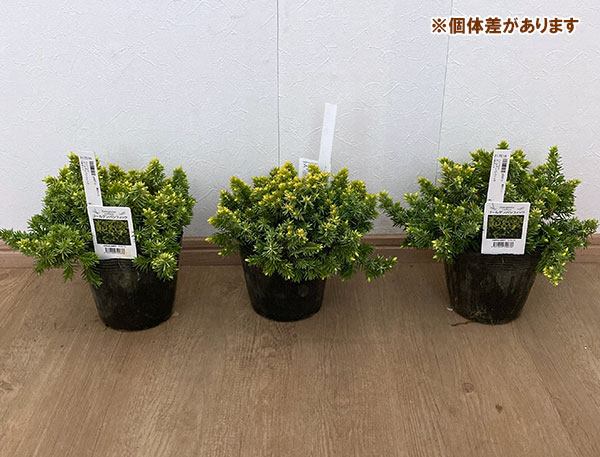 ブルーパシフィック グランドカバー（苗木、植木）の商品一覧 | 花