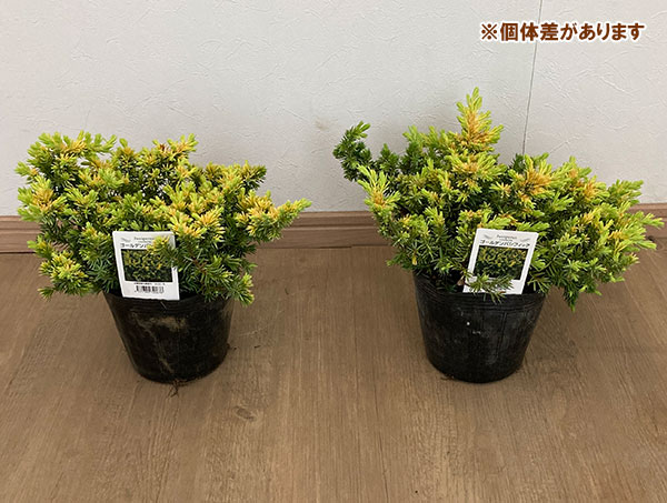 ブルーパシフィック グランドカバー（苗木、植木）の商品一覧 | 花