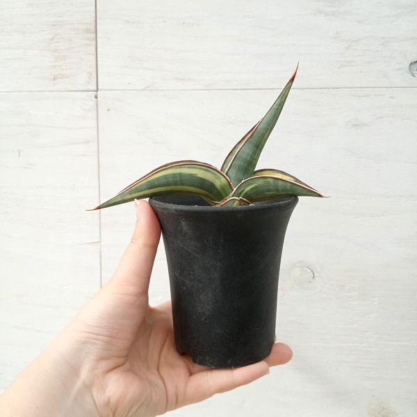 観葉植物 棚卸セール サンセベリア ロリダ バリエガータ 3号23-01