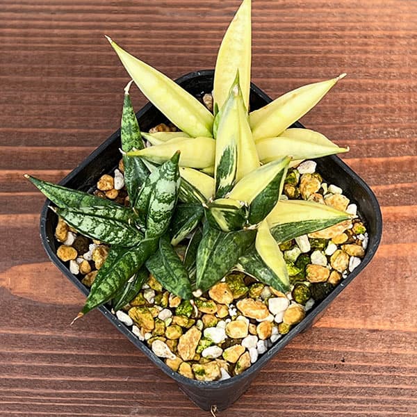 観葉植物 サンセベリア ミンマニーバリエガータ...の詳細画像2