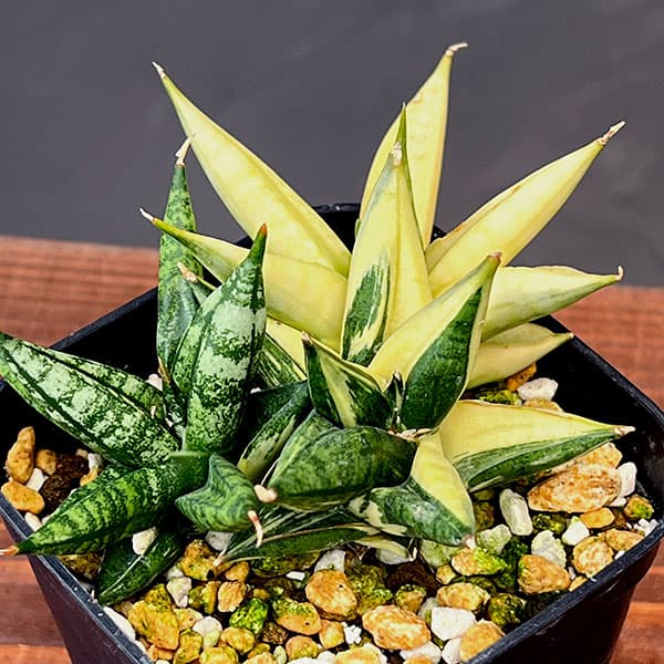 観葉植物 サンセベリア ミンマニーバリエガータ...の詳細画像3