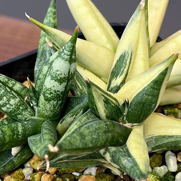 観葉植物 サンセベリア ミンマニーバリエガータ...の詳細画像4