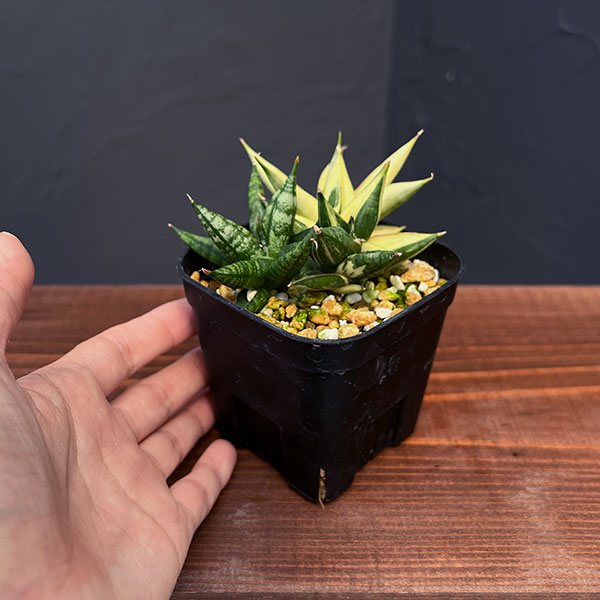 観葉植物 サンセベリア ミンマニーバリエガータ...の詳細画像5