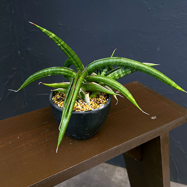 観葉植物 サンセベリア キトンガ バリエガータセレクト（美麗白斑入り