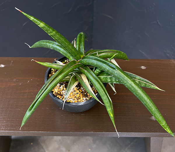 観葉植物 サンセベリア キトンガ バリエガータセレクト（美麗白斑入り