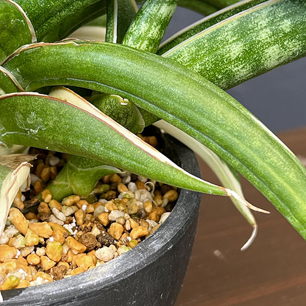 観葉植物 サンセベリア キトンガ バリエガータセレクト（美麗白斑入り