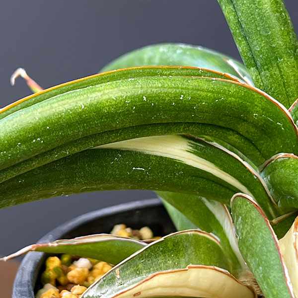 観葉植物 サンセベリア キトンガ バリエガータセレクト（美麗白斑入り