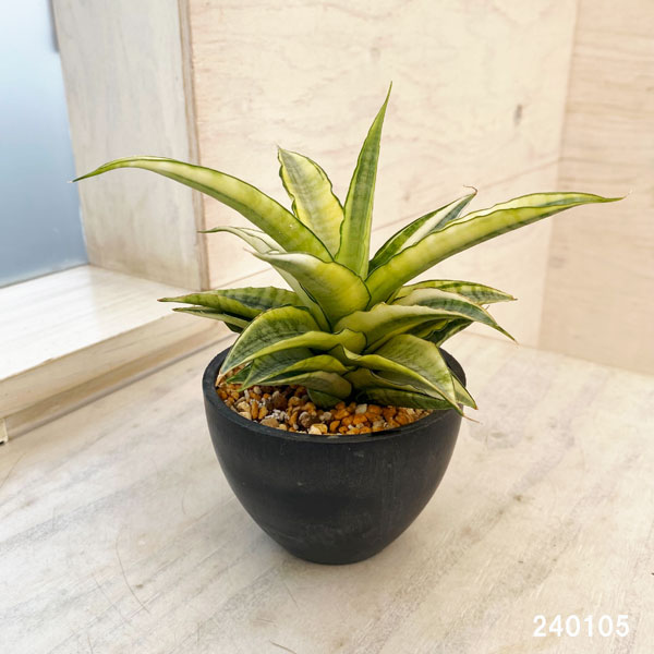【激安通販 オンラインショップ】 観葉植物/サンセベリア：ガブリエラ 園芸 : 3号 バリエガータ サンスベリア
