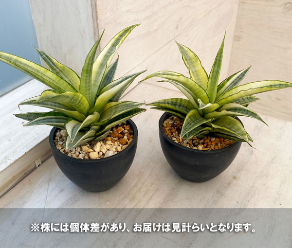 観葉植物/サンセベリア:ガブリエラ バリエガータ 3号 : 園芸 観葉植物/サンセベリア:ガブリエラ バリエガータ 3号 : 園芸