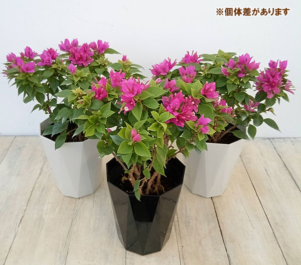 ブーゲンビリア苗 楽天市場】苗 ブーゲンビリアの通販