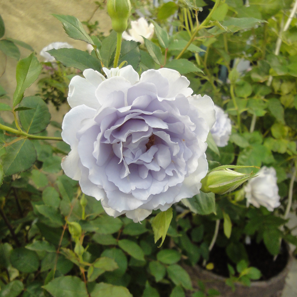 バラの苗 四季咲中輪バラ ミスティパープル大苗3.5号ロングポット |  | 01