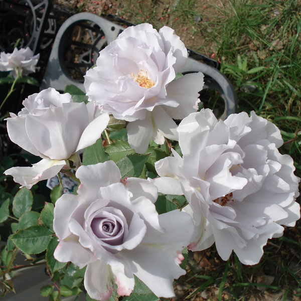 バラの苗 四季咲中輪バラ ミスティパープル大苗3.5号ロングポット |  | 02