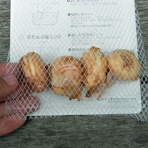 球根 26年8月下旬予約 クロッカス コンカラ...の詳細画像2