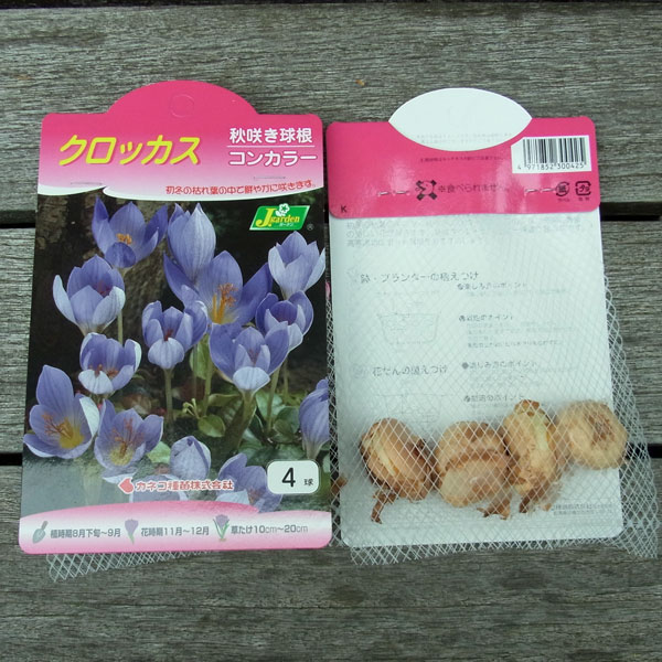 球根 26年8月下旬予約 クロッカス コンカラ...の詳細画像3