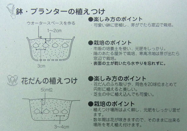 球根 26年8月下旬予約 クロッカス コンカラ...の詳細画像4