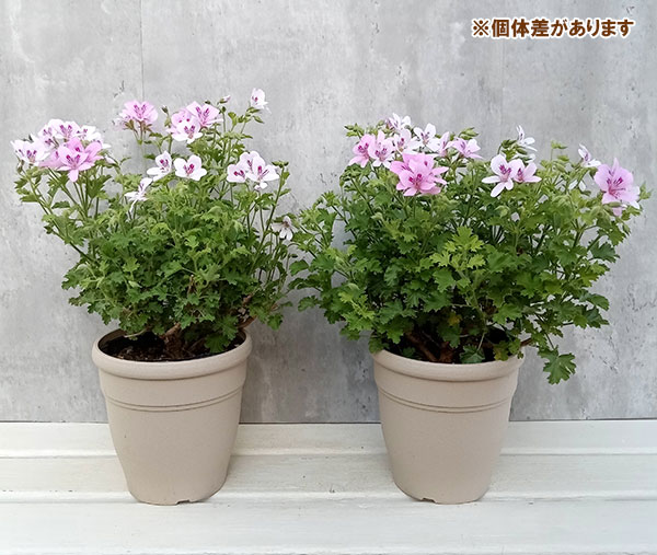 ゼラニウム バラ咲き（苗） | 花、ガーデニング のおすすめ人気商品