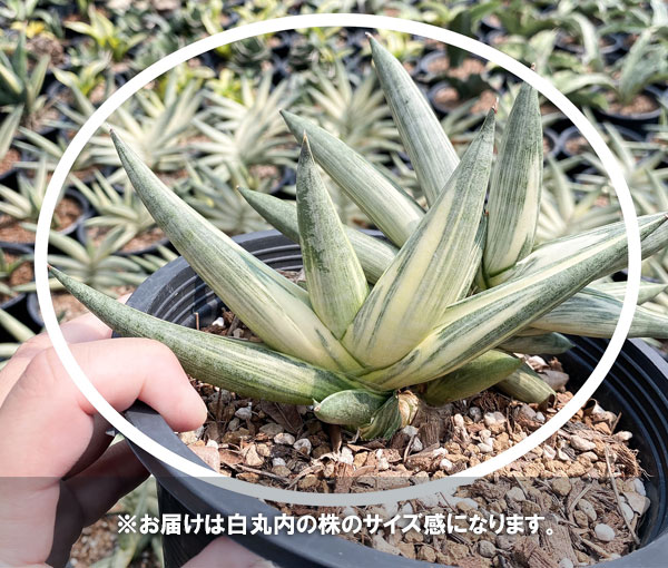 観葉植物/サンセベリア：ボンセレンシス スノーホワイト 4号鉢植え23 