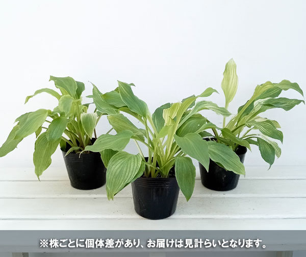 草花の苗/ギボウシ（ホスタ・中型種）：ホワイトフェザー3.5号ポット｜engei｜06
