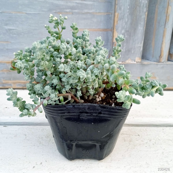観葉植物 セダム ブレビフォリウム(木立) 3...の詳細画像1