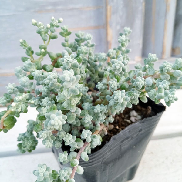 観葉植物 セダム ブレビフォリウム(木立) 3...の詳細画像2