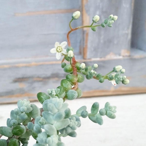 観葉植物 セダム ブレビフォリウム(木立) 3...の詳細画像3