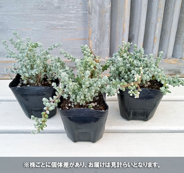 観葉植物 セダム ブレビフォリウム(木立) 3...の詳細画像4