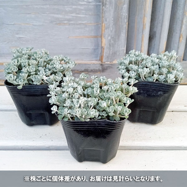 観葉植物 26年11月中下旬予約 セダム 白雪ミセバヤ（ケープブランコ