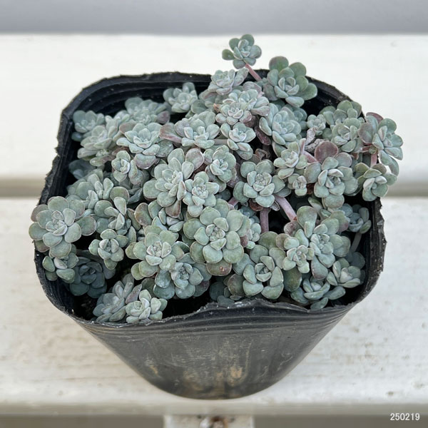 観葉植物 セダム 白雪ミセバヤ（ケープブランコ） 3号ポット : 園芸