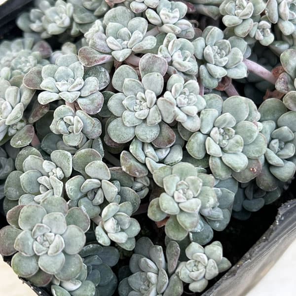 観葉植物 セダム 白雪ミセバヤ（ケープブランコ） 3号ポット : 園芸