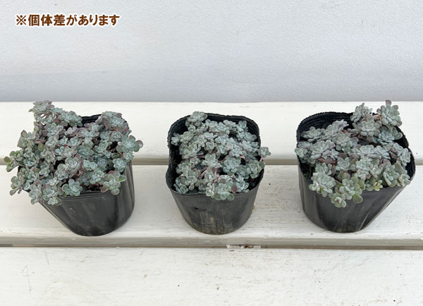 観葉植物 26年11月中下旬予約 セダム 白雪ミセバヤ（ケープブランコ