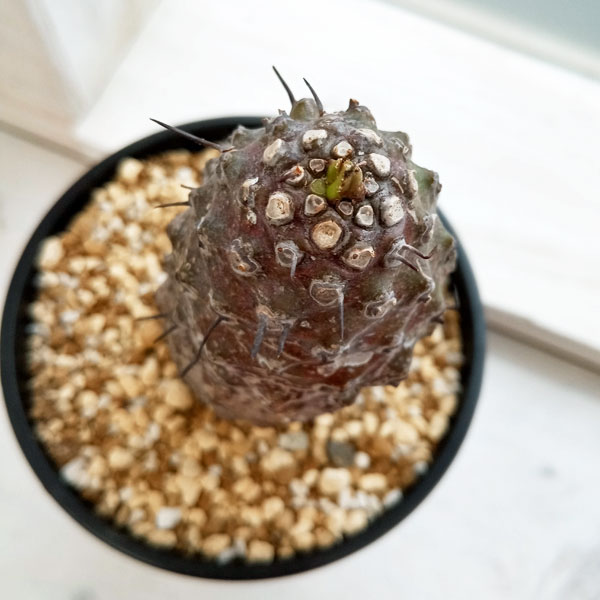 観葉植物 ユーフォルビア パキポディオイデス(幹太) 23-05 : 園芸