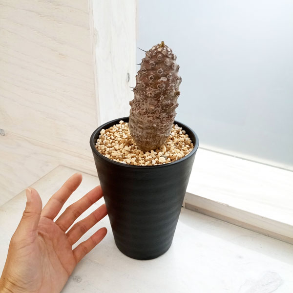 観葉植物 ユーフォルビア パキポディオイデス(幹太) 23-05 : 園芸