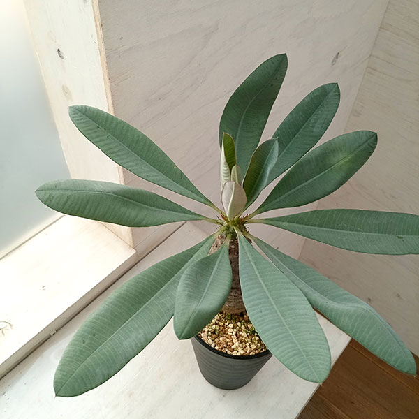 観葉植物 ユーフォルビア パキポディオイデス(幹太) 23-05 : 園芸