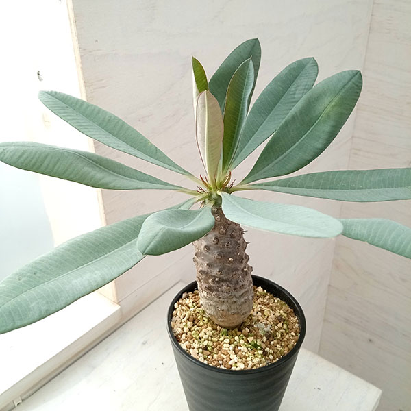 ユーフォルビアトムEuphorbia Cv tom 接ぎ降ろし9頭良型