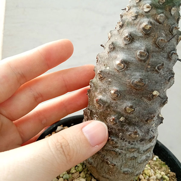 観葉植物 ユーフォルビア パキポディオイデス(幹太) 23-05 : 園芸