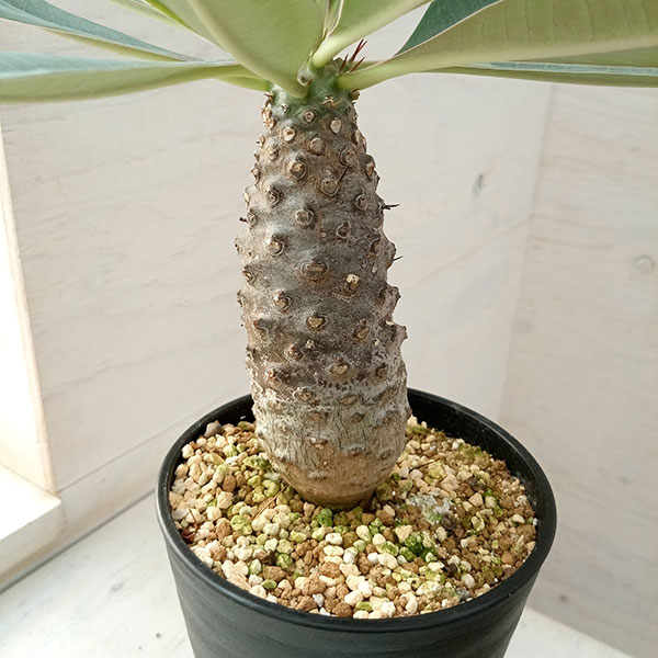 観葉植物 ユーフォルビア パキポディオイデス(幹太) 23-05 : 園芸