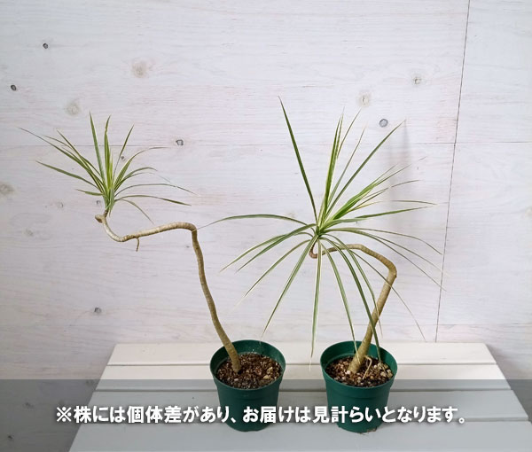 観葉植物/ドラセナ：コンシンネ ホワイボリー（タイプD） 5号 : 218648