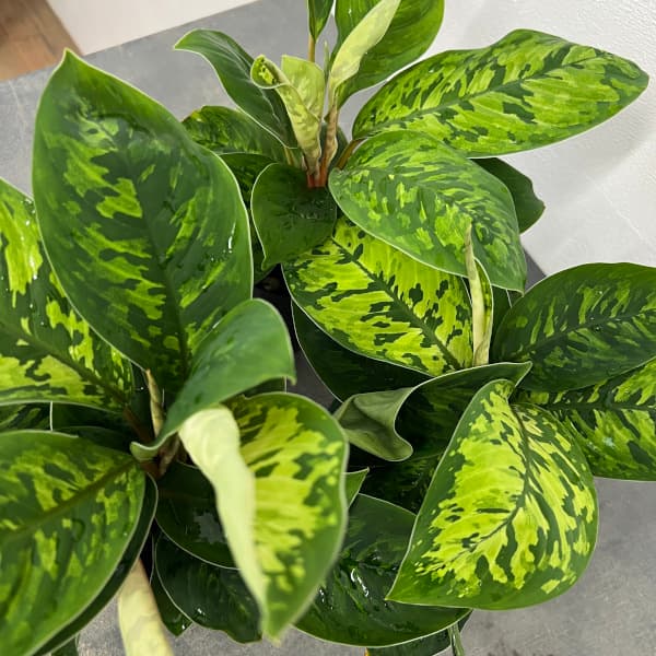 ホマロメナのおすすめ人気商品一覧 通販 - Yahoo!ショッピング